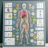 How trestolone impacts athletes' metabolism